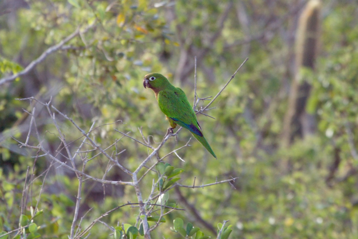 Olive-throated Parakeet - ML460857821