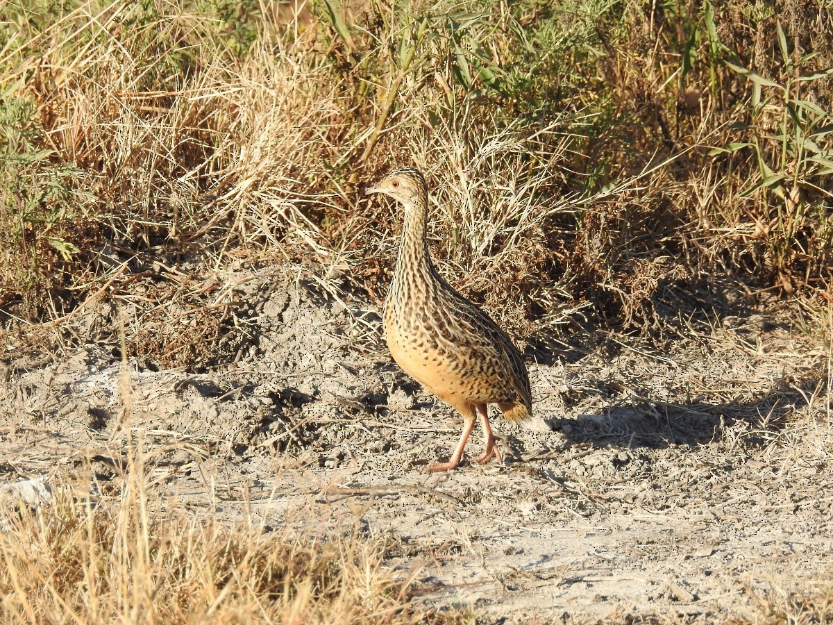 Spotted Nothura - ML460859201