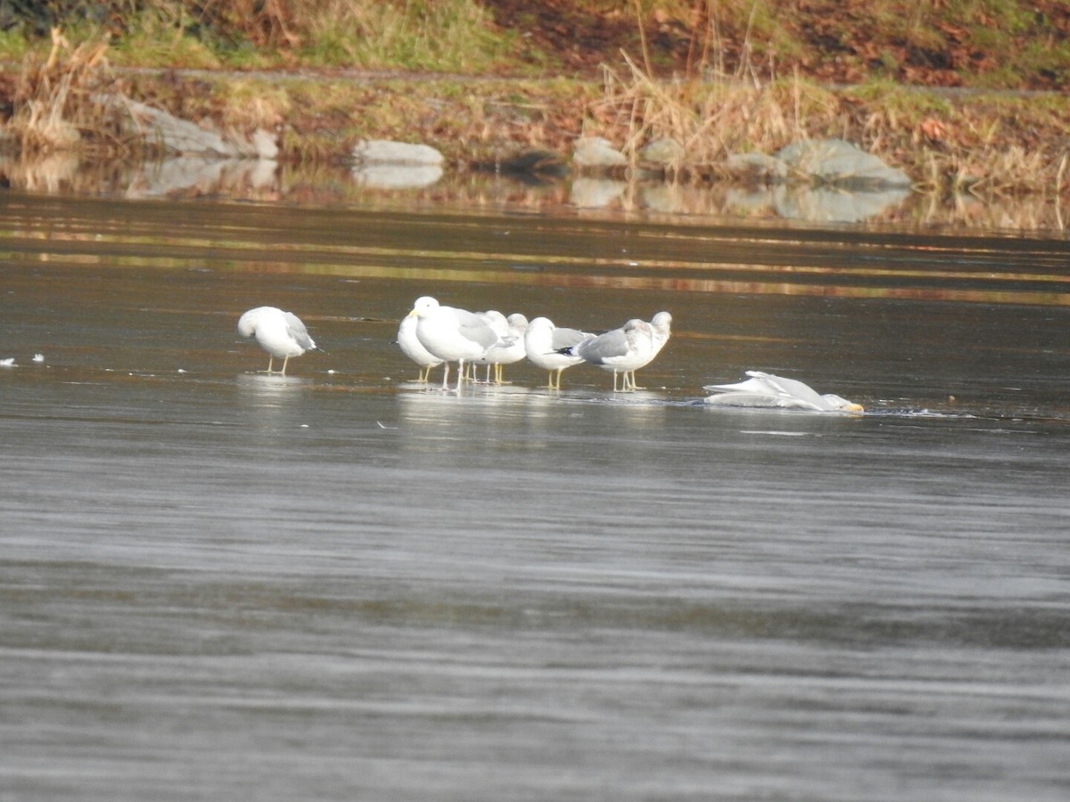 Glaucous-winged Gull - ML46085941