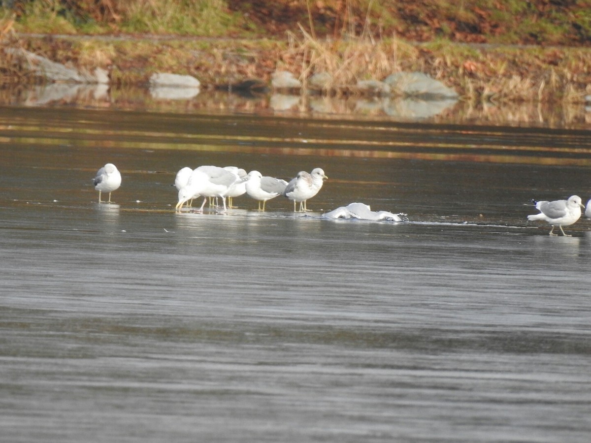 Glaucous-winged Gull - ML46085951