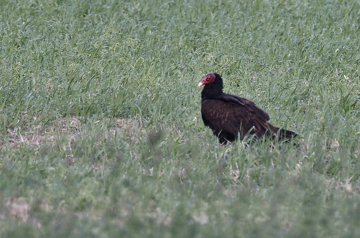 Urubu à tête rouge - ML460859591