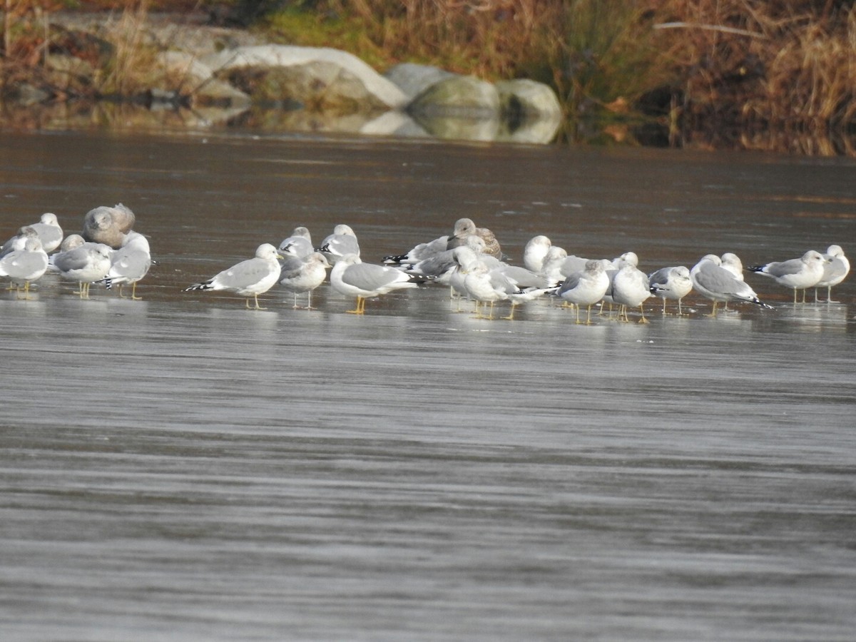 gull sp. - ML46085991