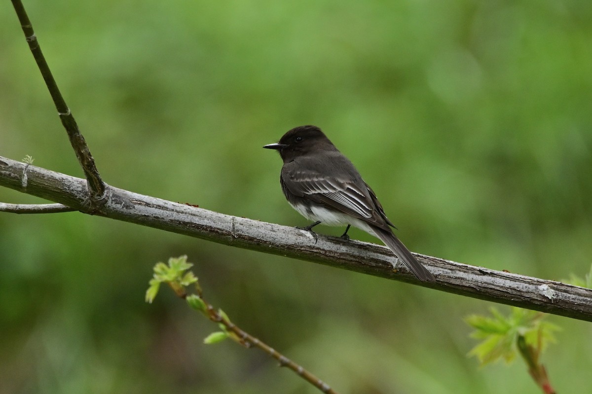 Black Phoebe - ML460860051