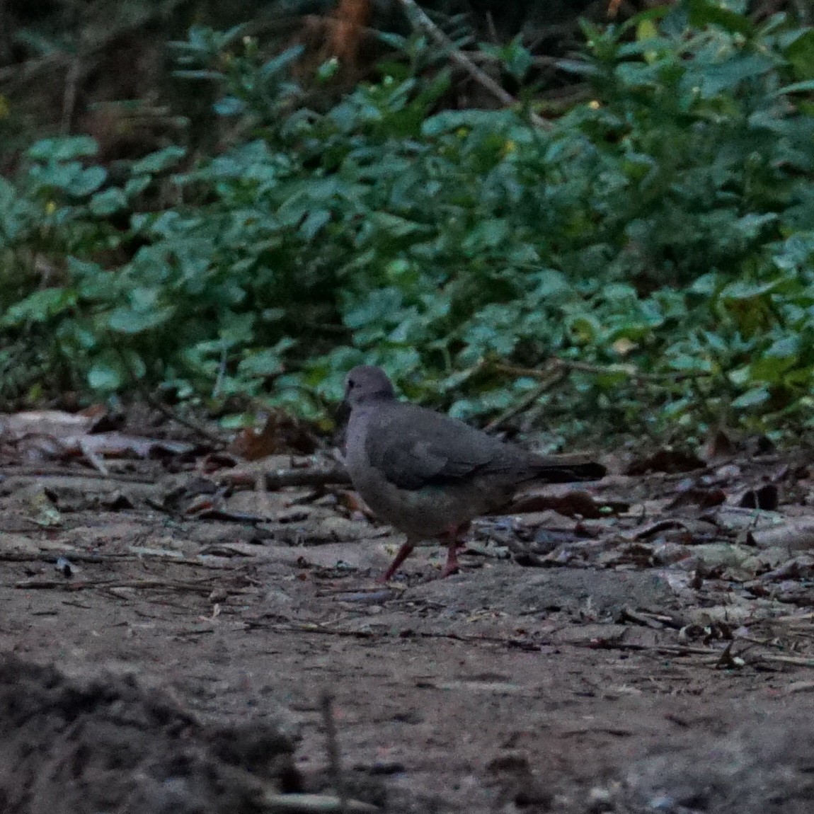 Gray-fronted Dove - ML460860071