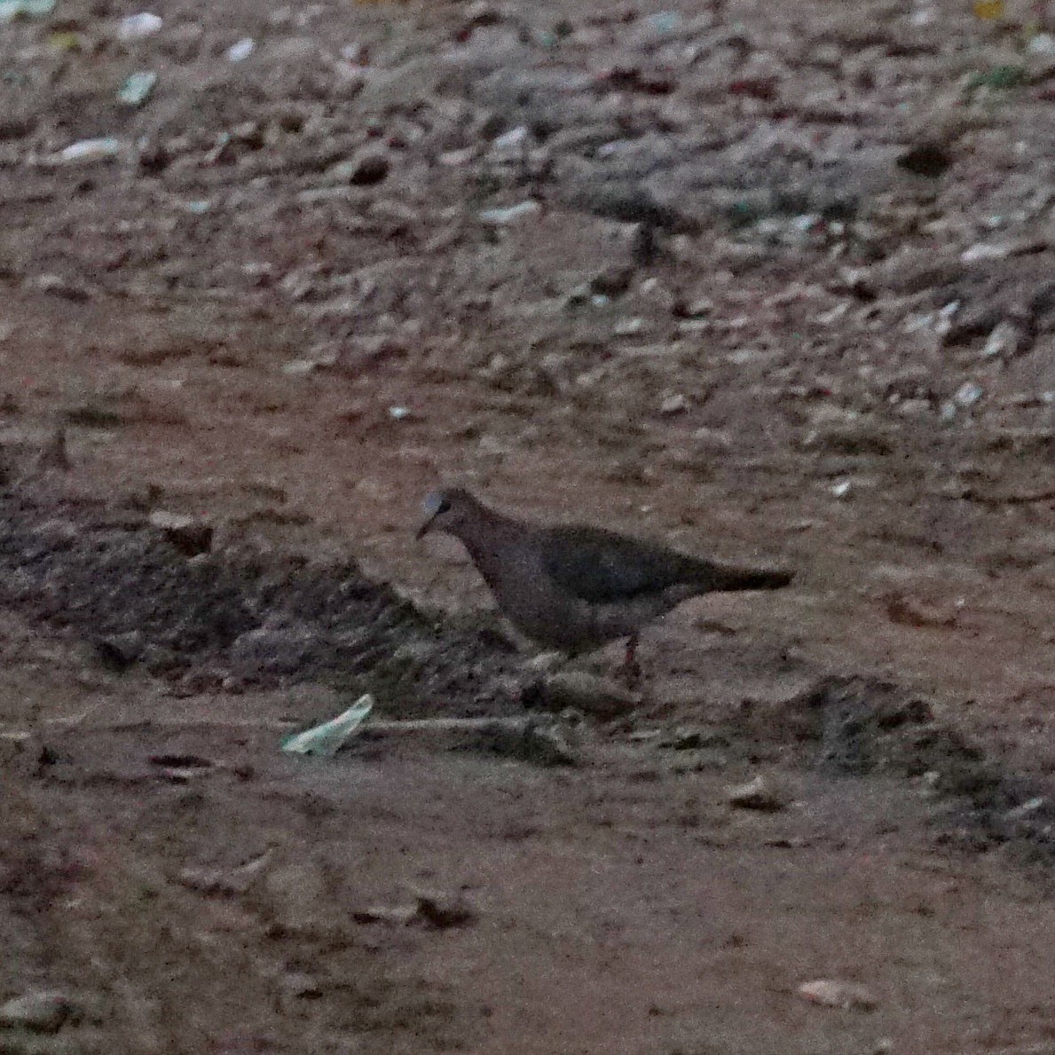 Gray-fronted Dove - ML460861231