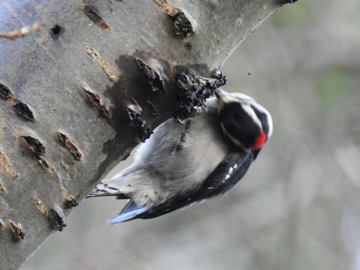 Downy Woodpecker - ML46086211