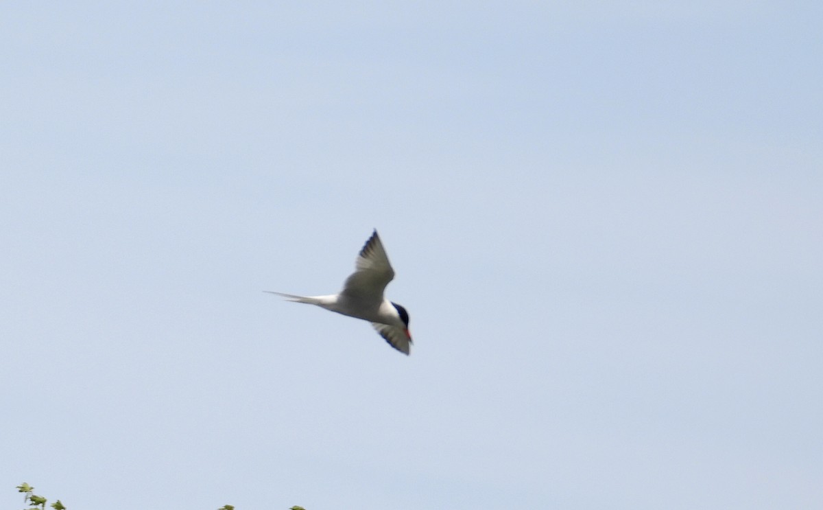 Common Tern - Martine Parent