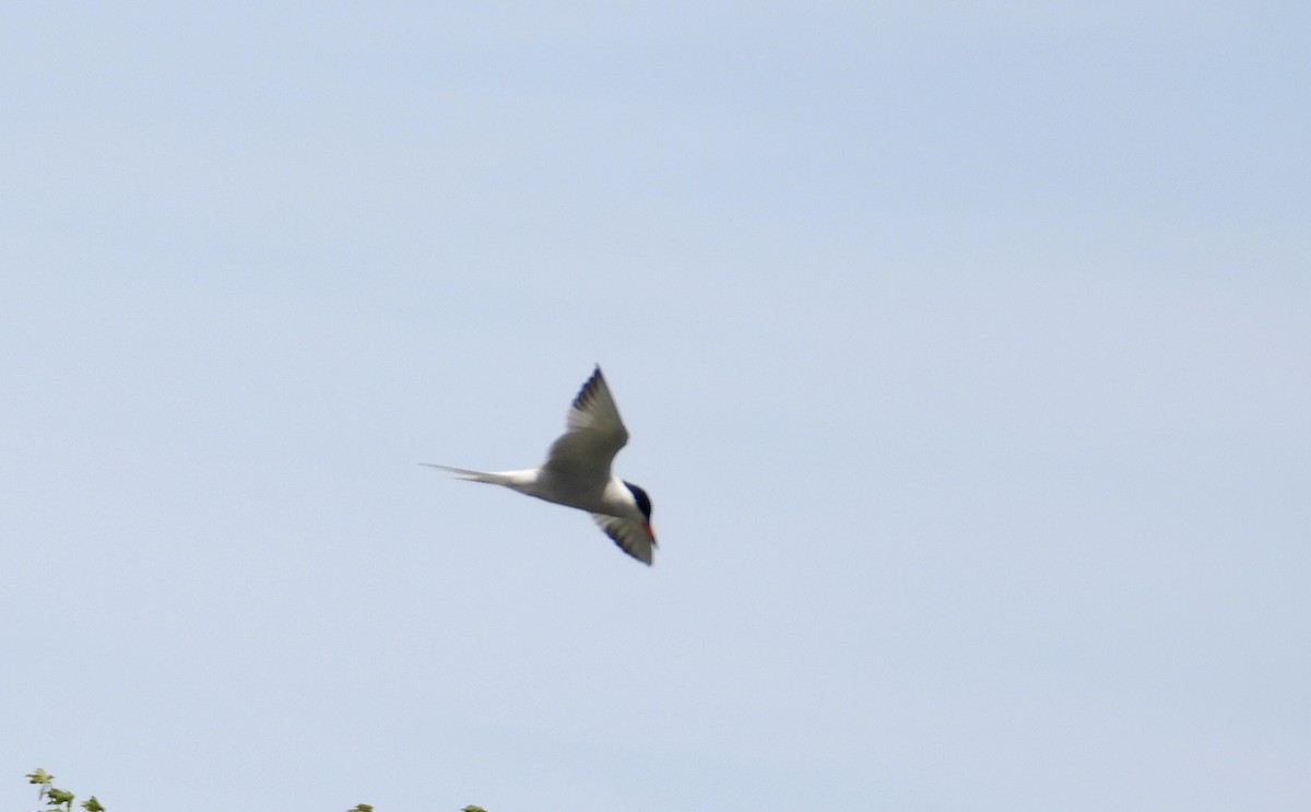 Common Tern - ML460863771