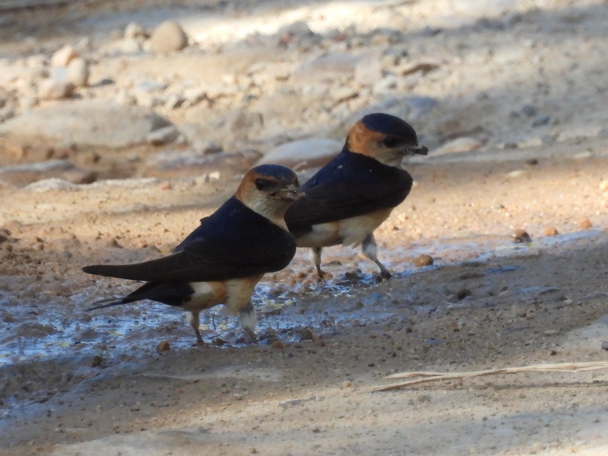 Red-rumped Swallow - ML460865221