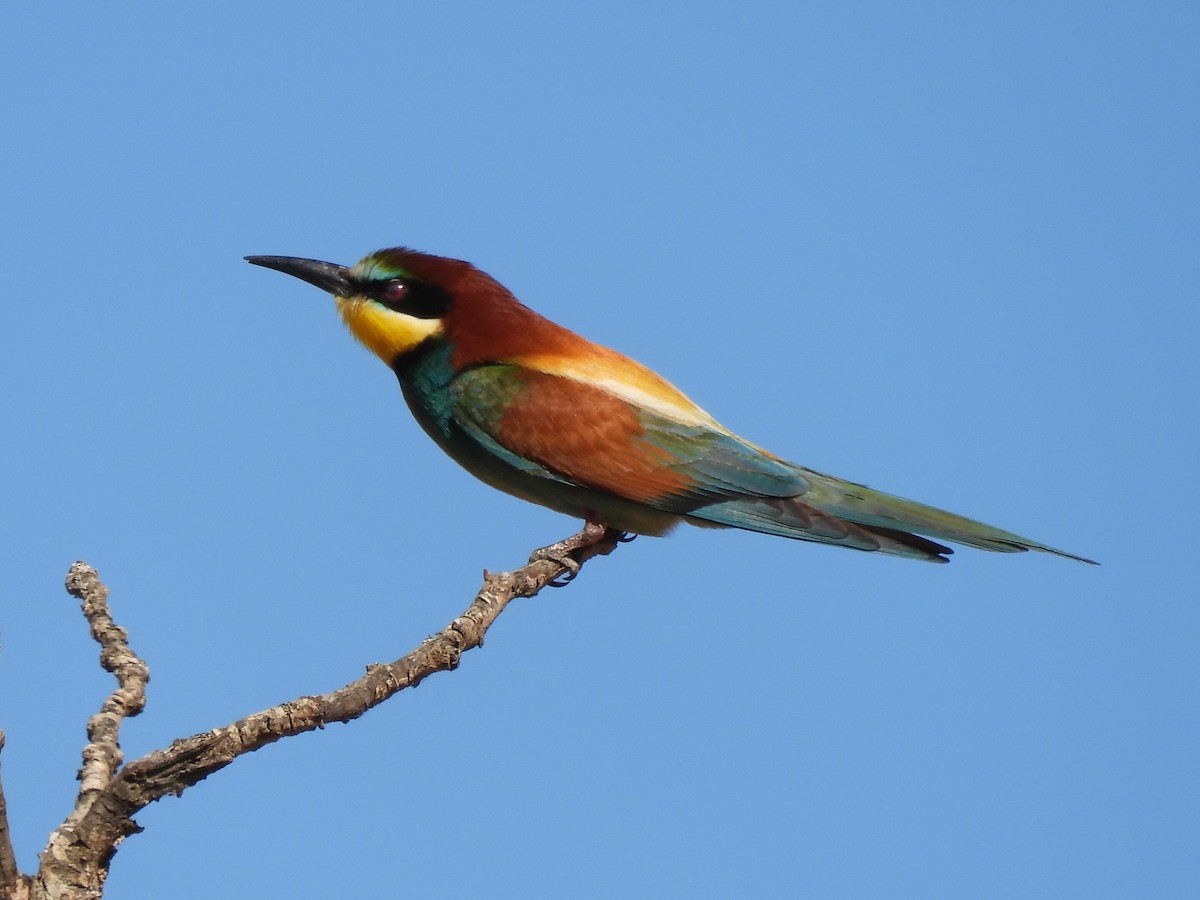 European Bee-eater - ML460865661