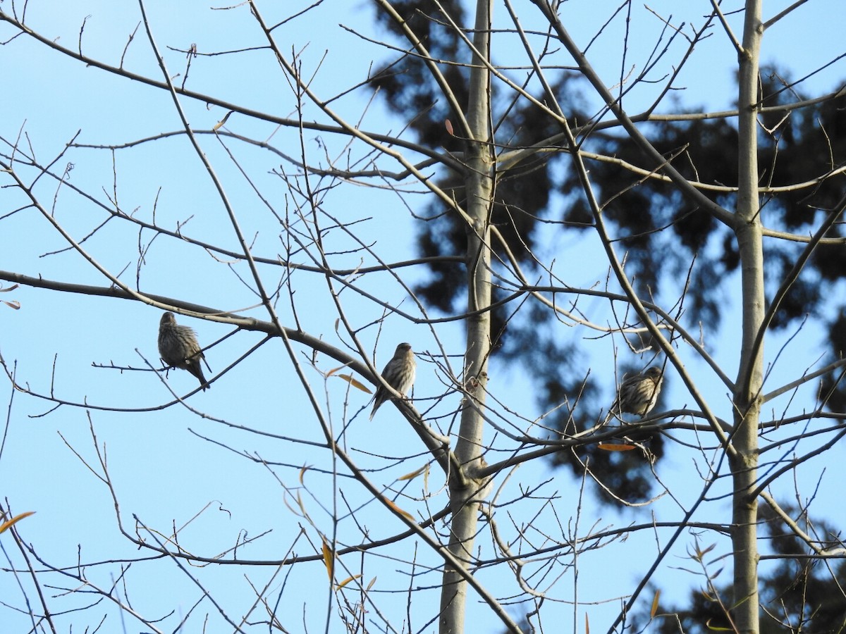 Pine Siskin - Anonymous