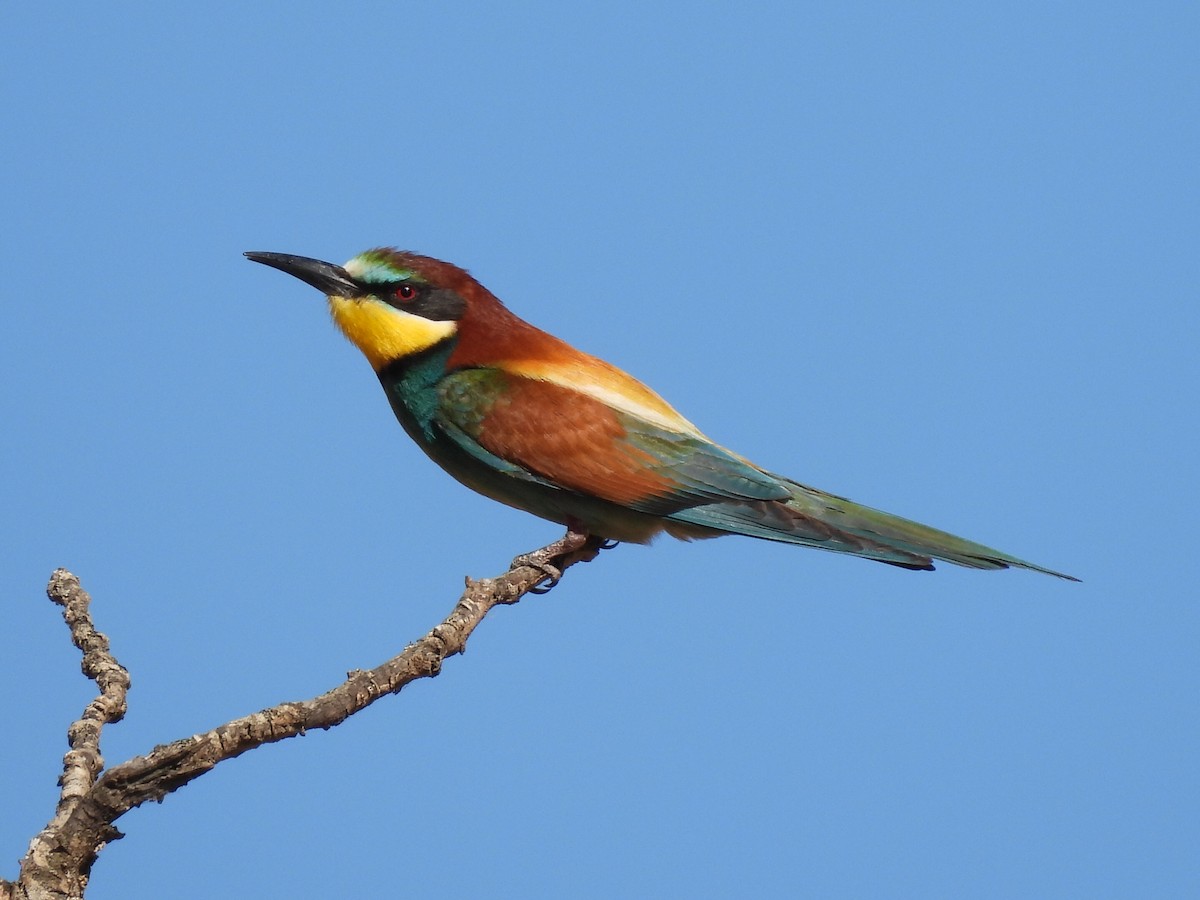 European Bee-eater - ML460865831