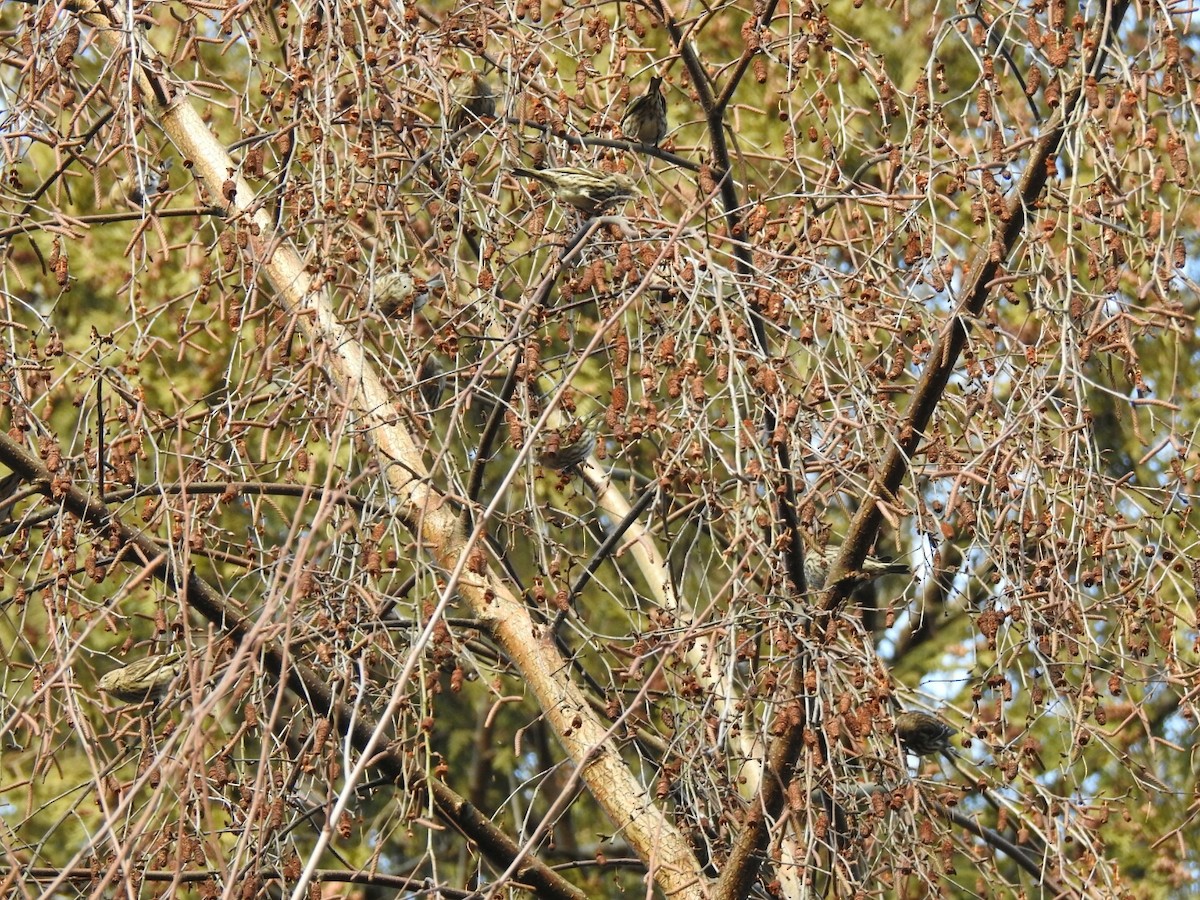 Pine Siskin - ML46086741