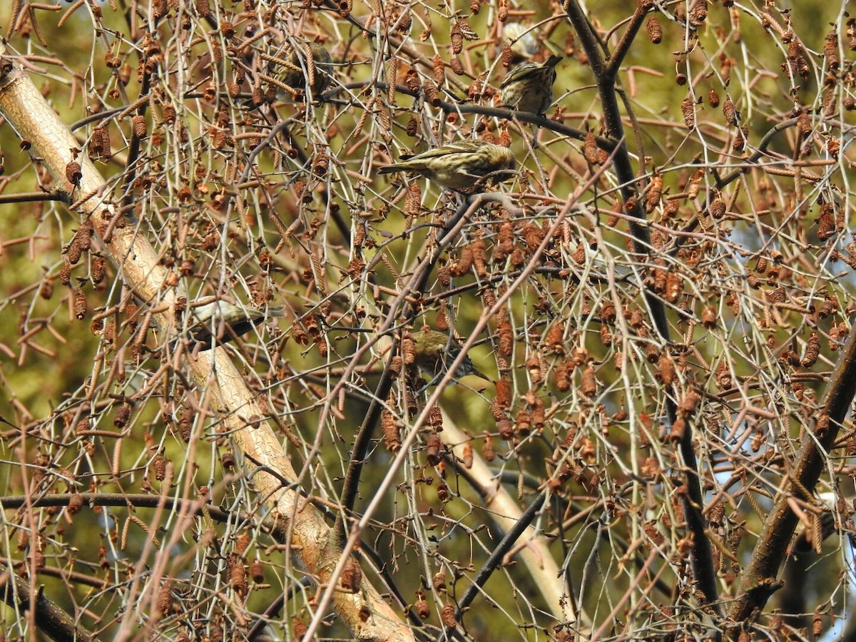 Pine Siskin - ML46086771