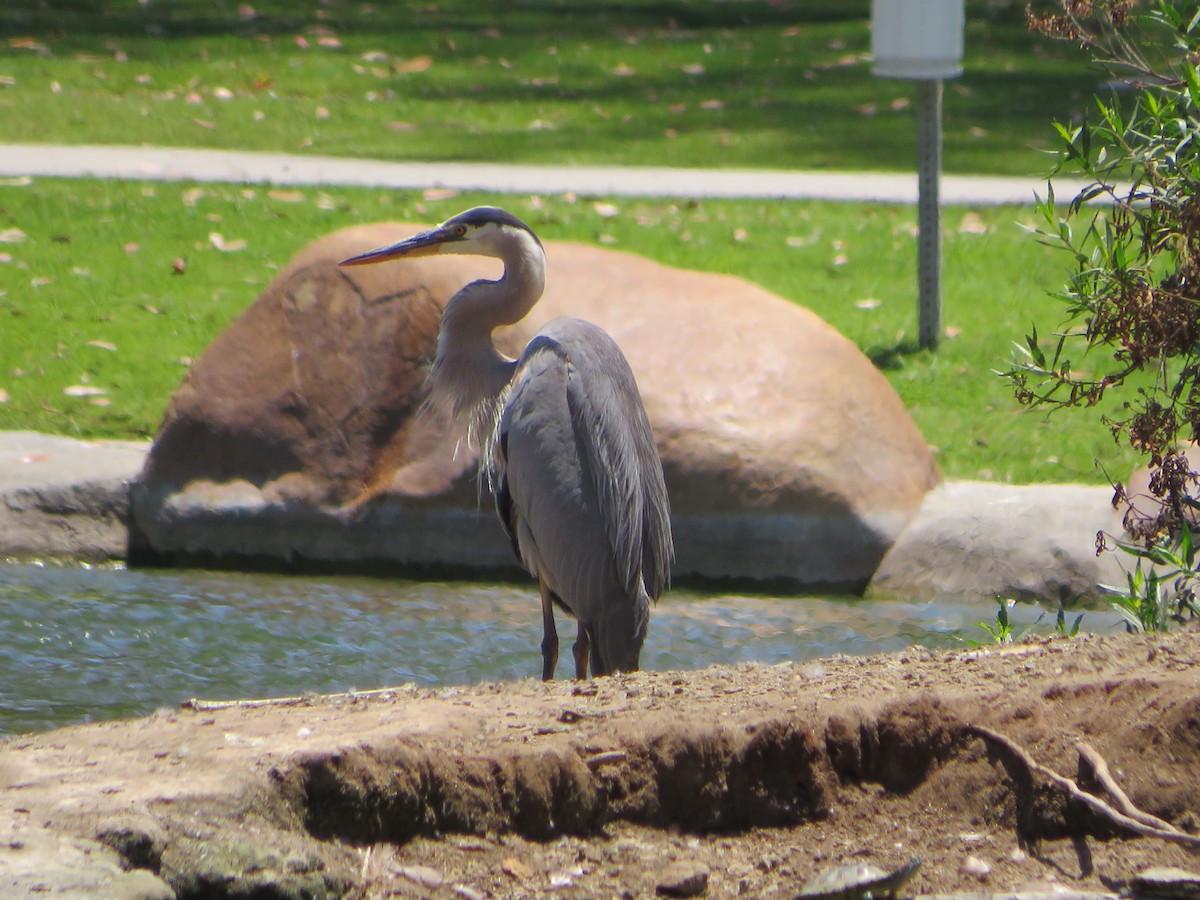 Great Blue Heron - Charles Lopez