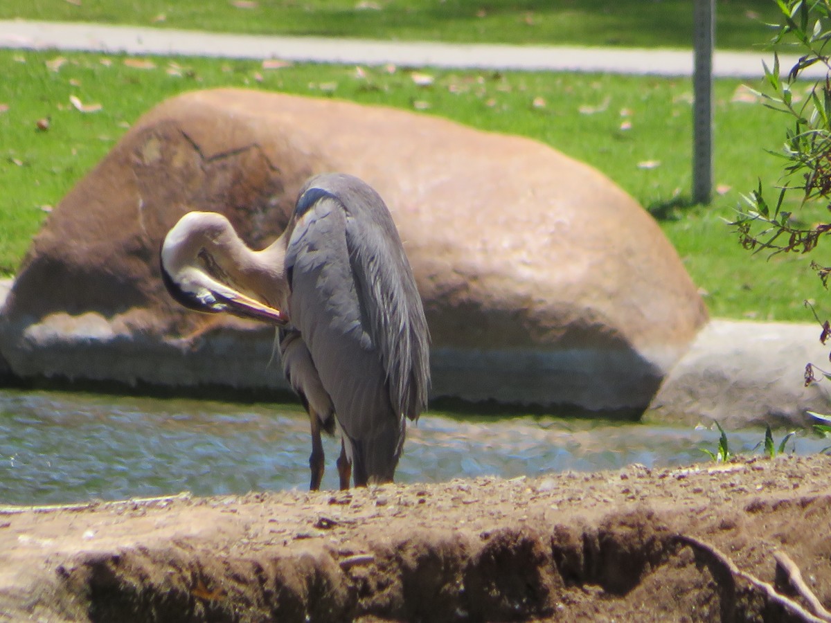 Great Blue Heron - Charles Lopez