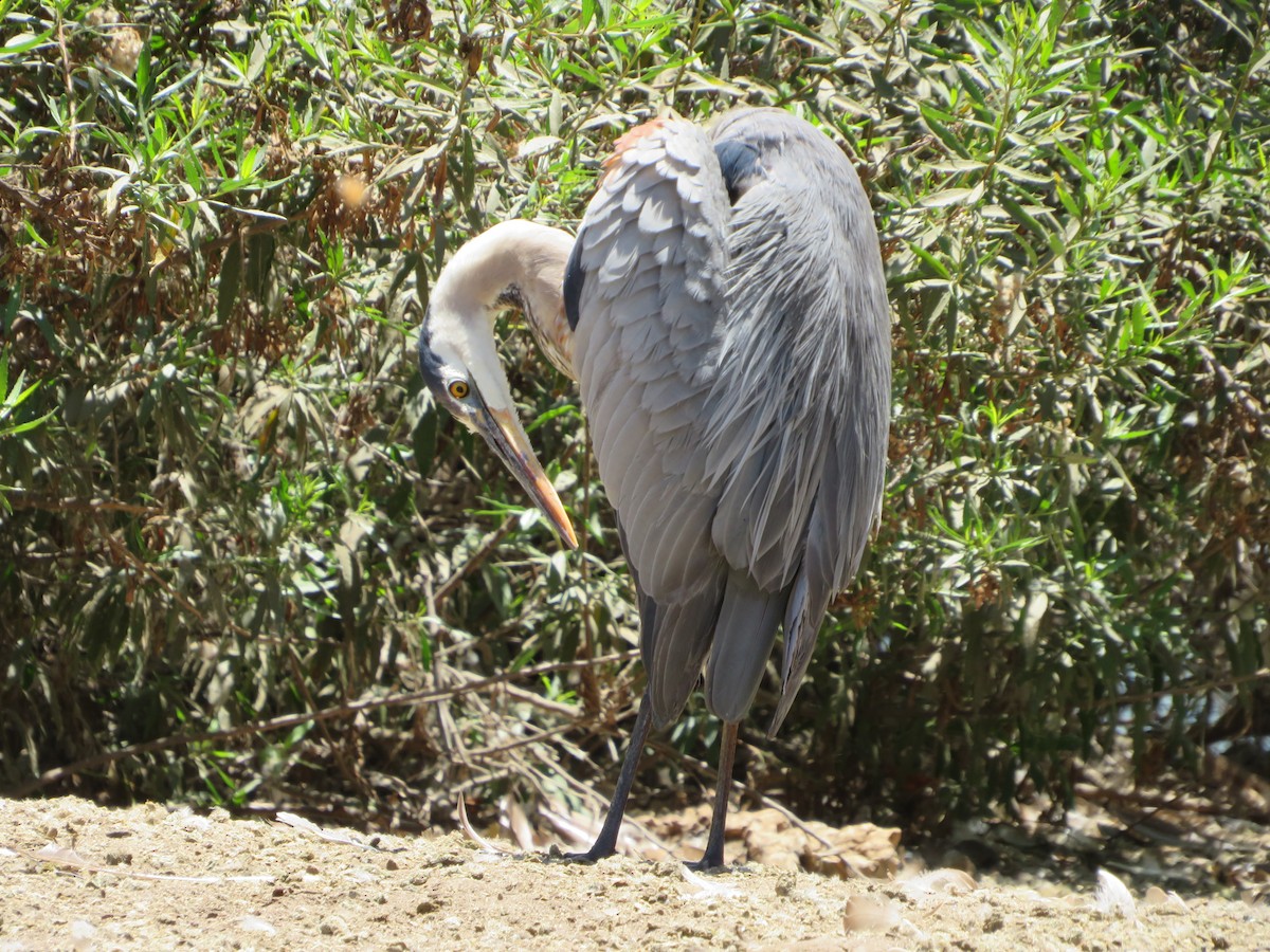 Great Blue Heron - Charles Lopez