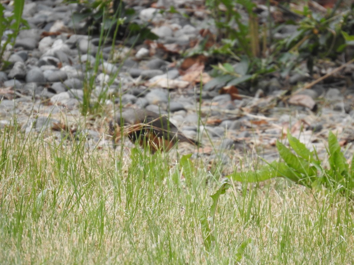 American Robin - ML460868381