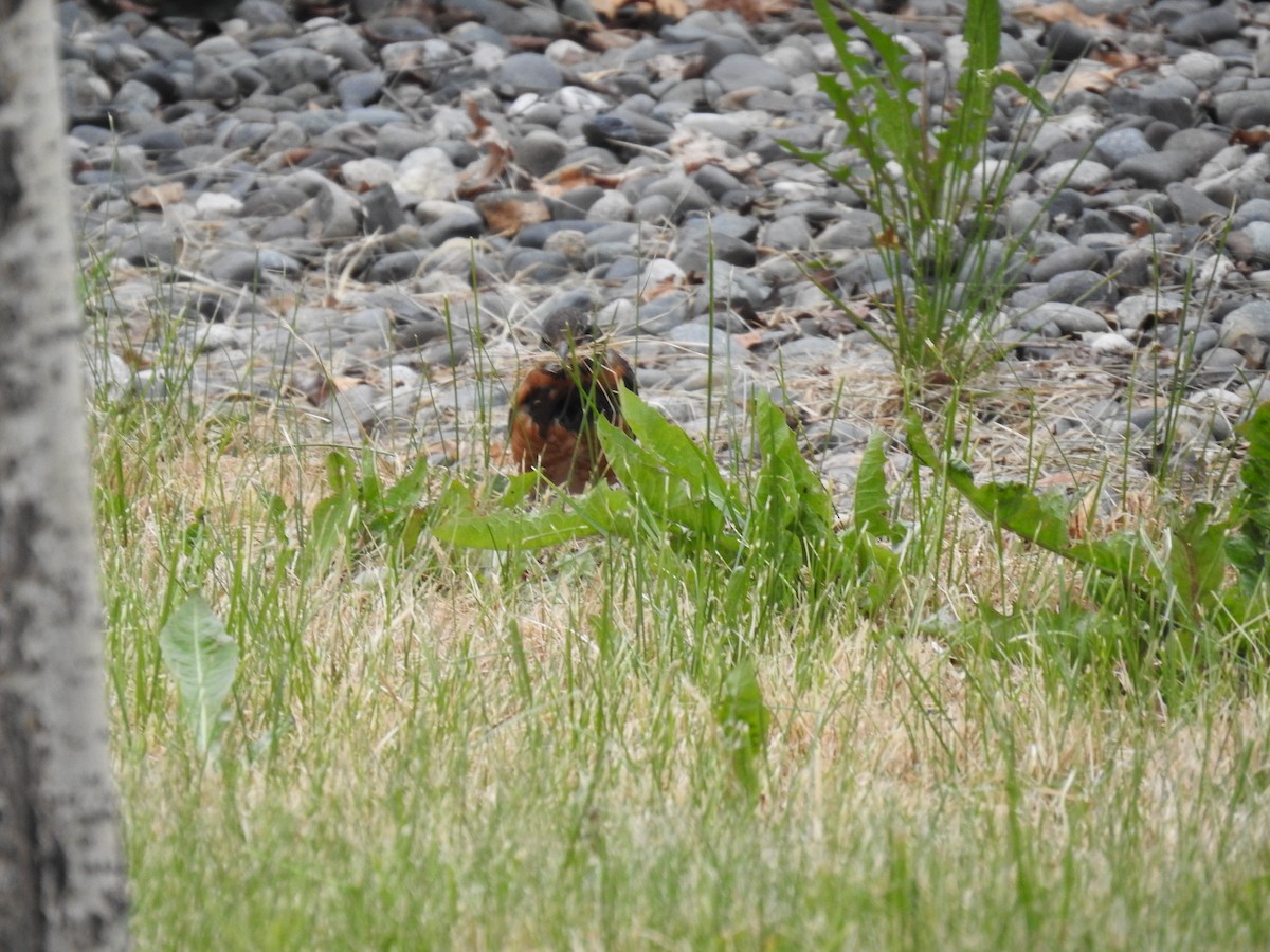 American Robin - ML460868391