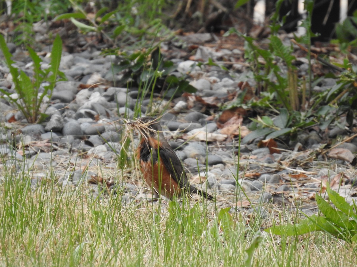 American Robin - ML460868451