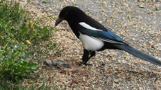 Black-billed Magpie - ML460868551