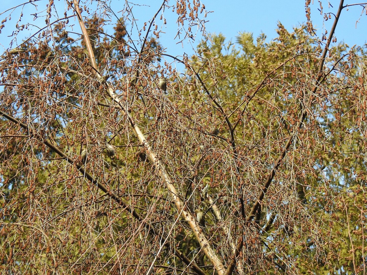 Pine Siskin - Anonymous