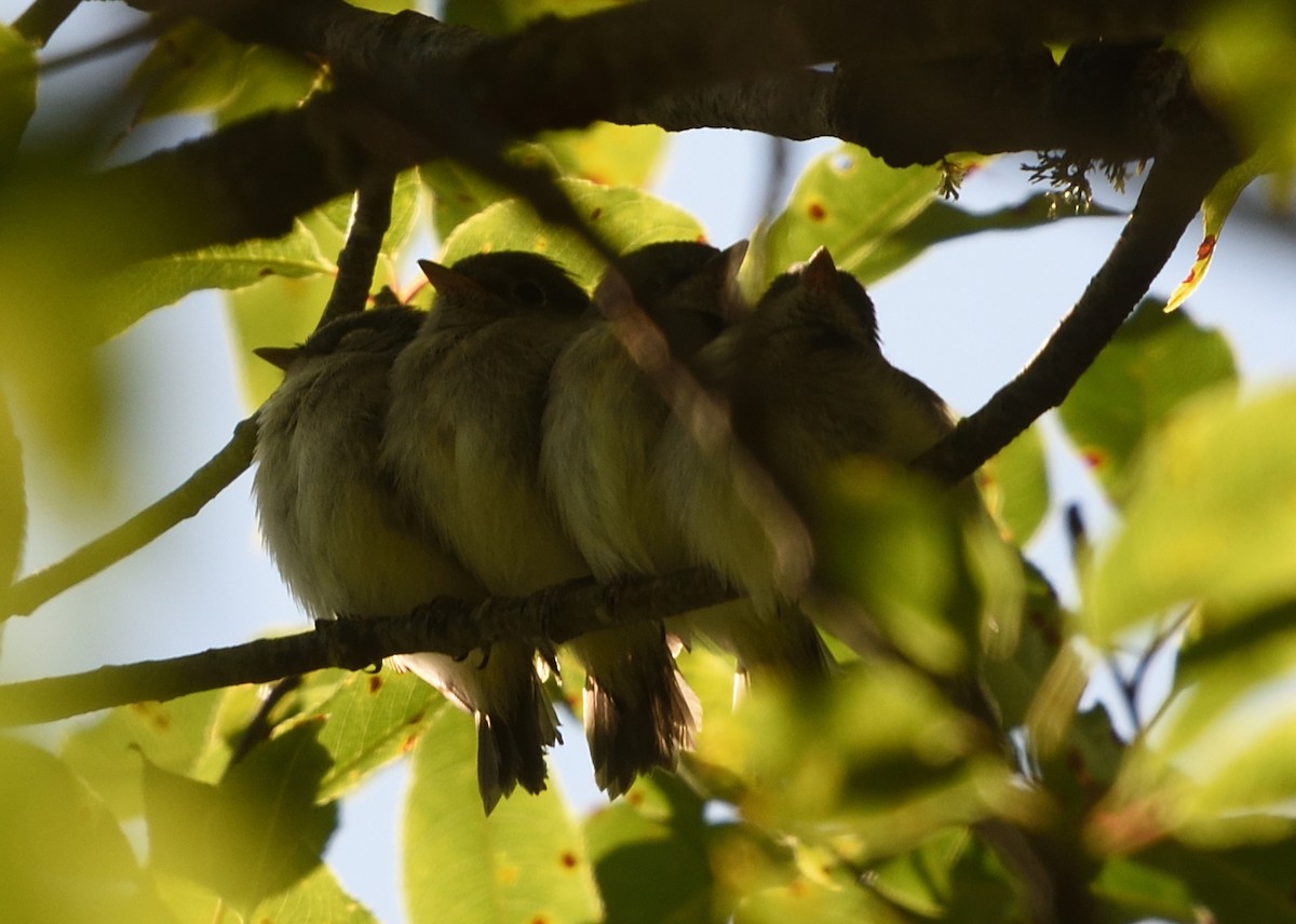 Least Flycatcher - Guy Babineau