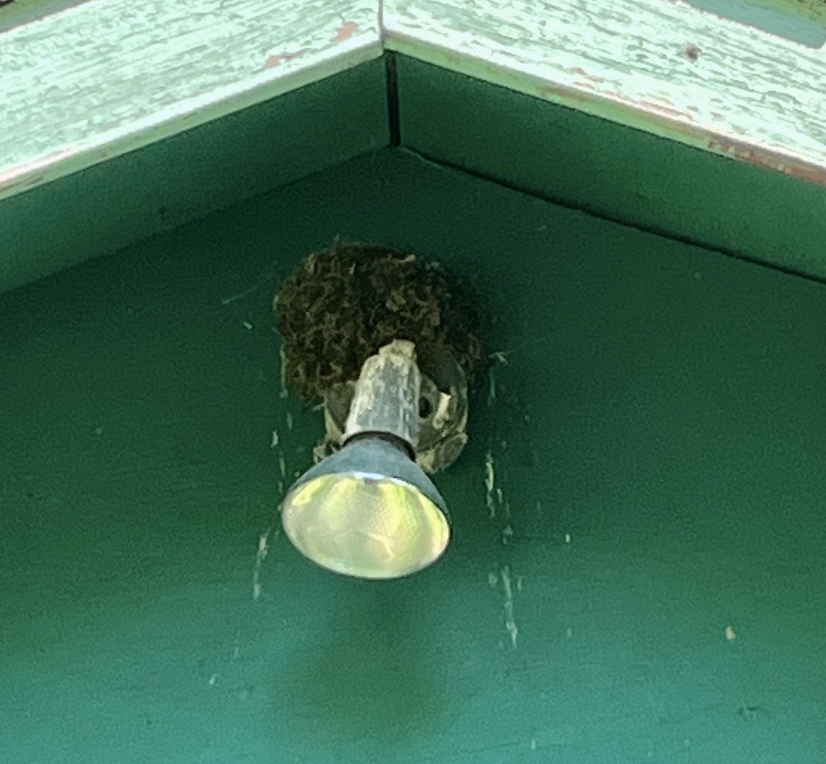 Eastern Phoebe - Louise Laperrière