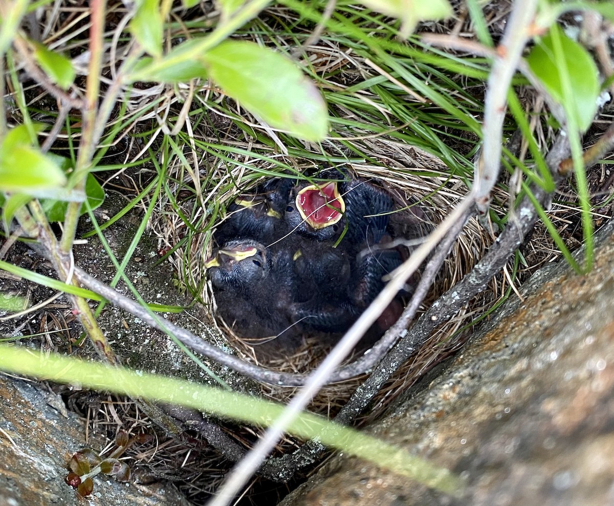 Dark-eyed Junco (Slate-colored) - ML460871521