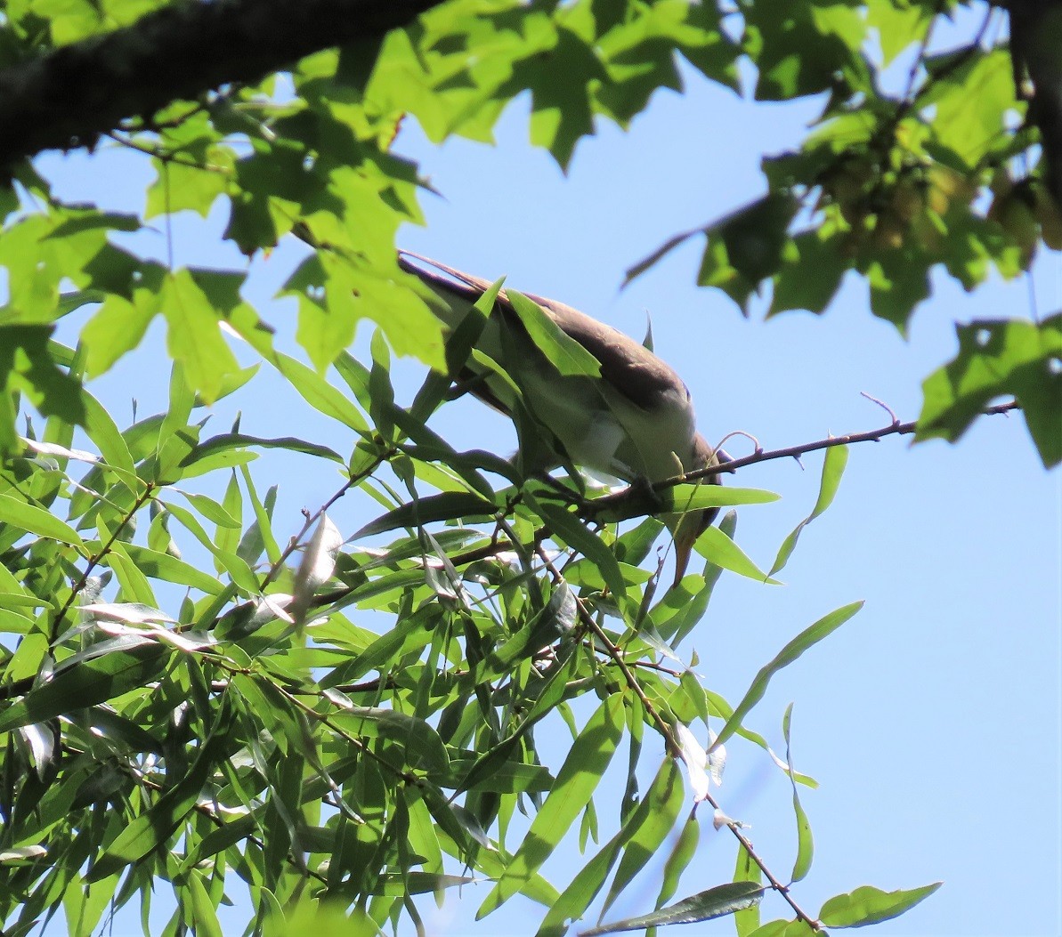Yellow-billed Cuckoo - ML460871631