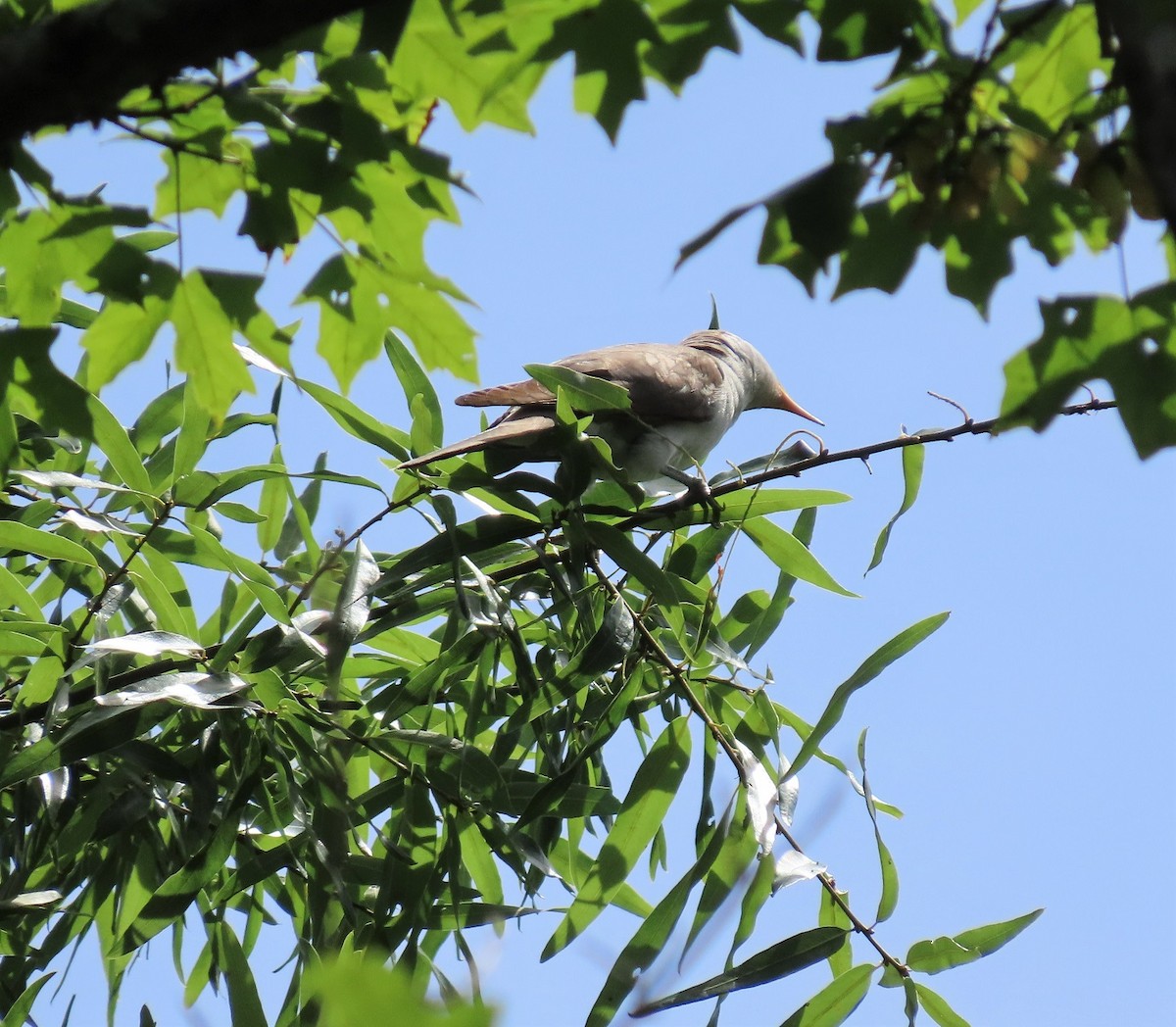 Yellow-billed Cuckoo - ML460871821