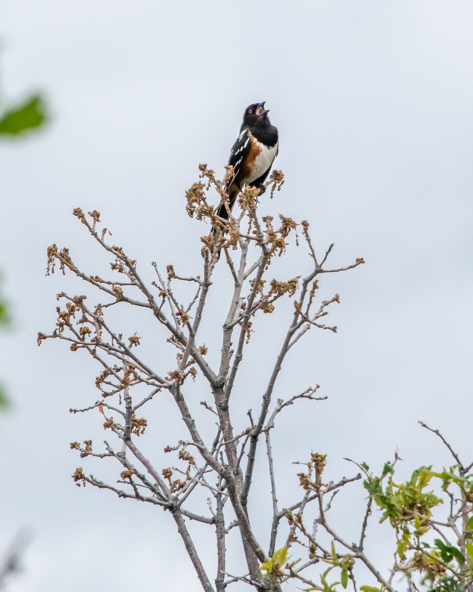 Spotted Towhee - ML460871931