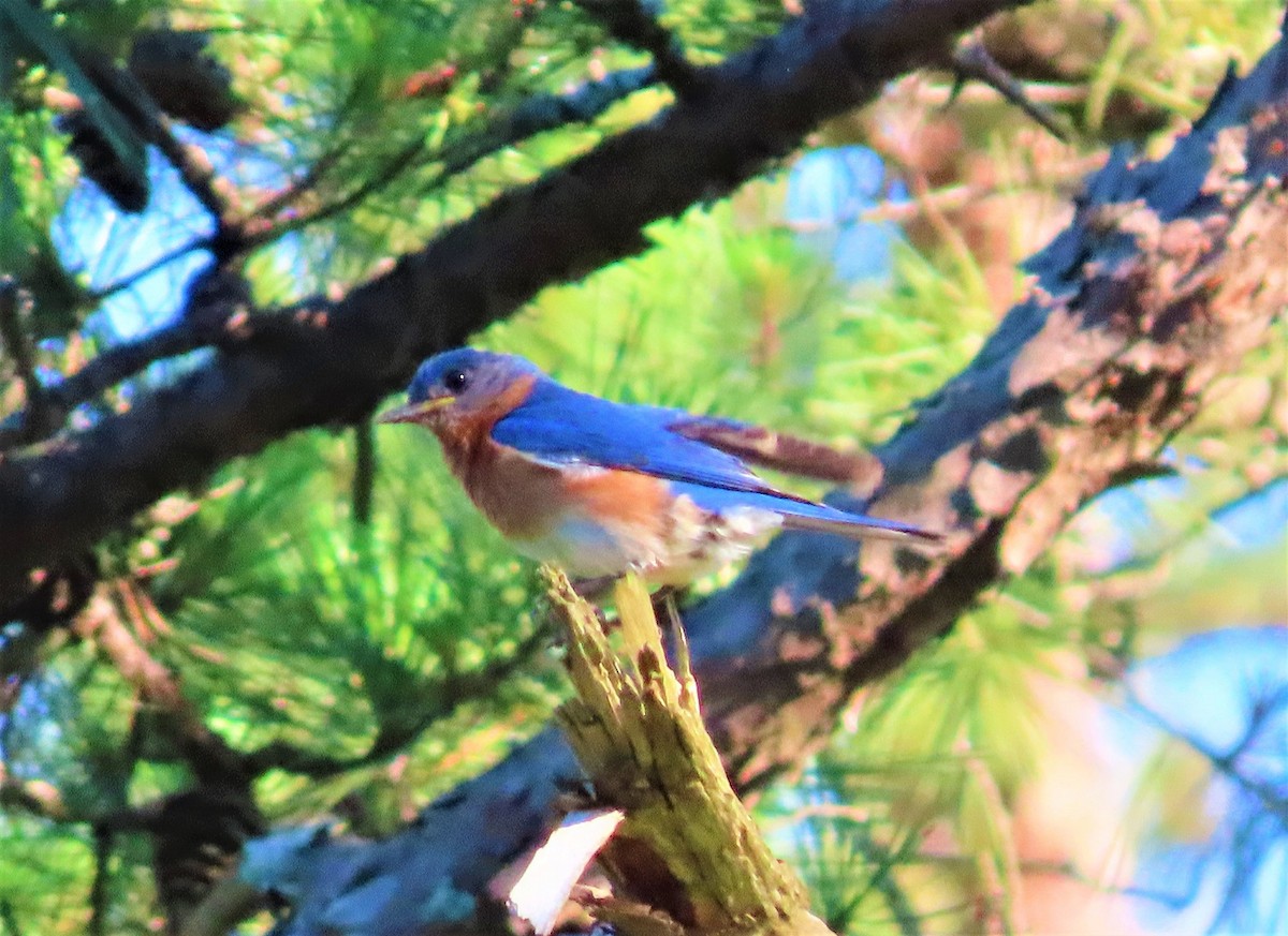 Eastern Bluebird - ML460873781