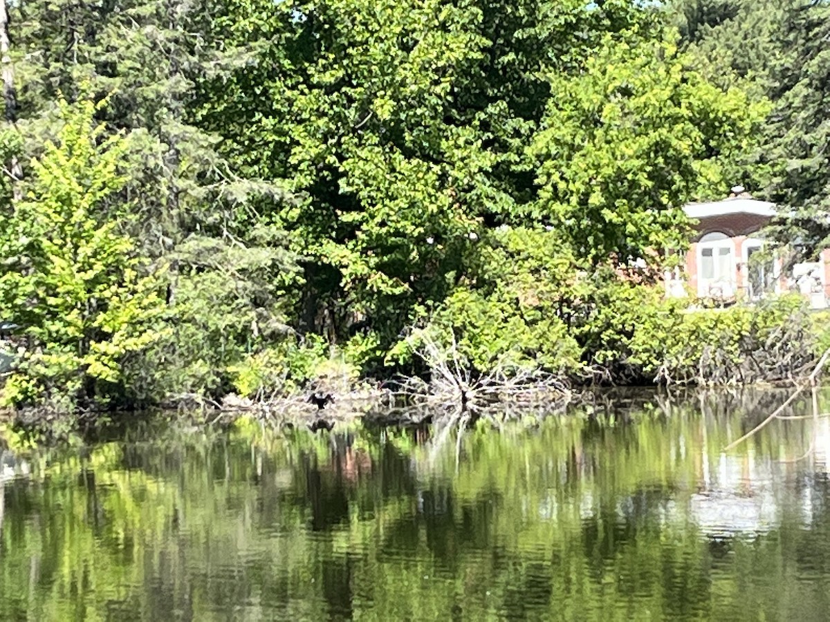 Double-crested Cormorant - Louise Laperrière