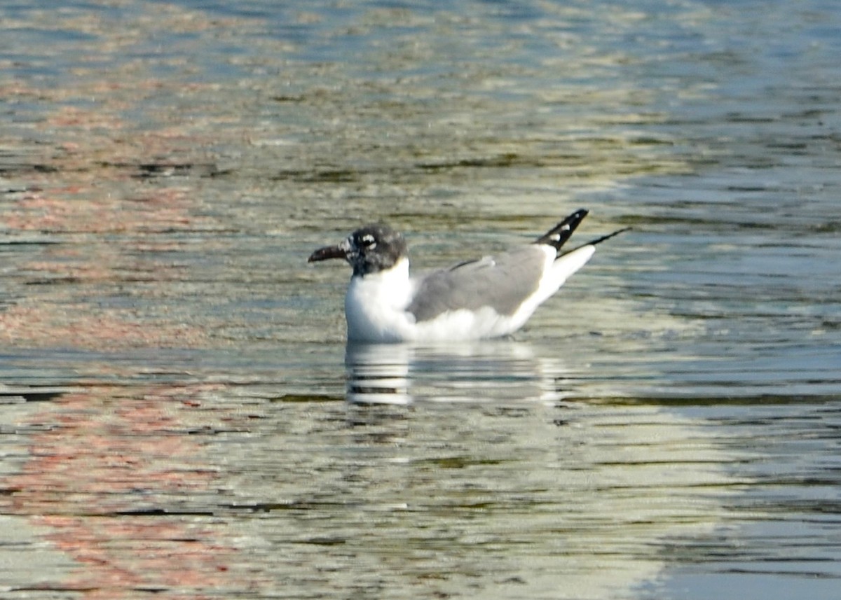 Laughing Gull - Nina Rach