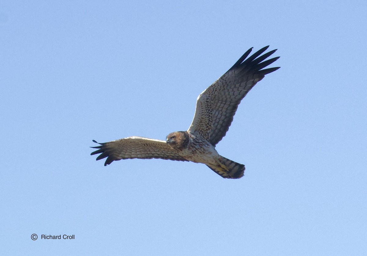 Spotted Harrier - ML460875041