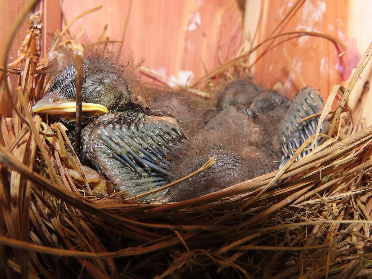 Eastern Bluebird - ML460875151