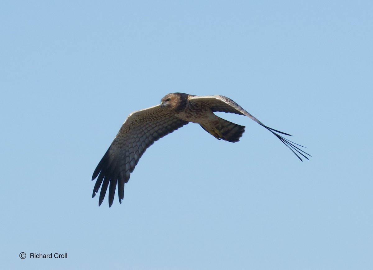 Spotted Harrier - ML460875171