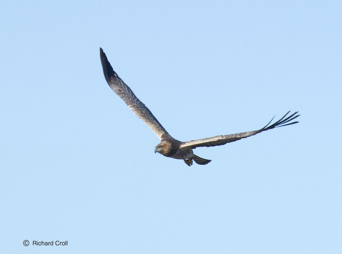 Spotted Harrier - ML460875321