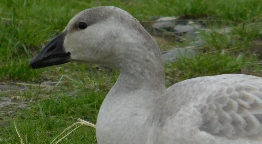 Snow Goose - ML46087611