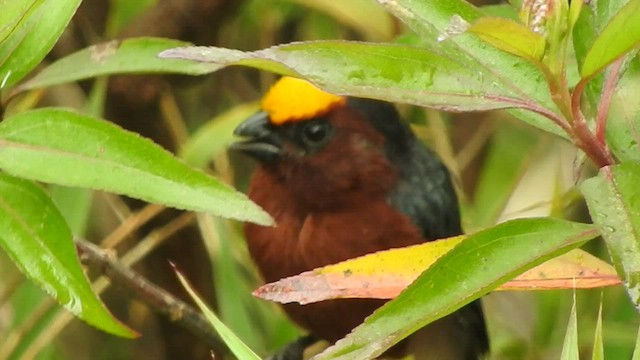 ズキンコウカンチョウ - ML460877231