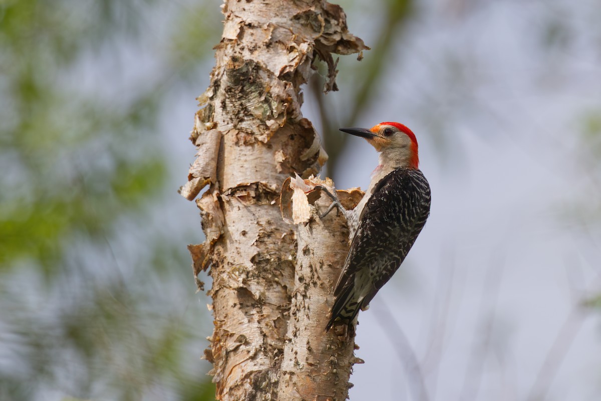 Red-bellied Woodpecker - ML460877261