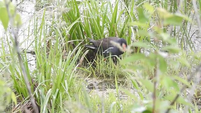 Common Gallinule - ML460877531