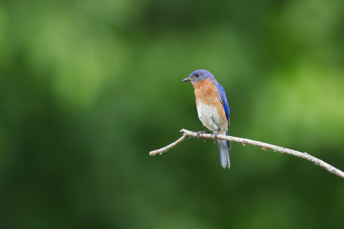 Eastern Bluebird - ML460877811