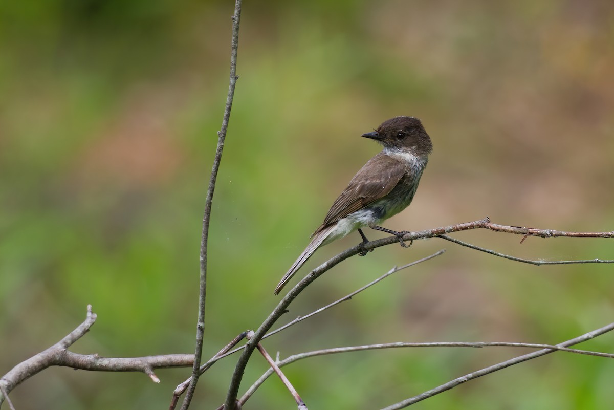Eastern Phoebe - ML460880031