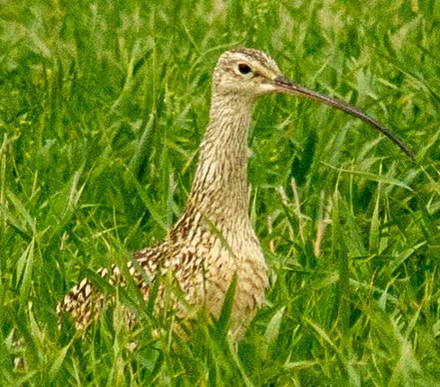 Long-billed Curlew - ML460880951