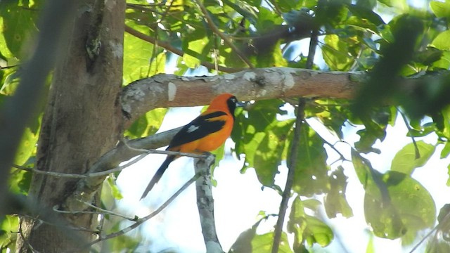 Orange-backed Troupial - ML460881731