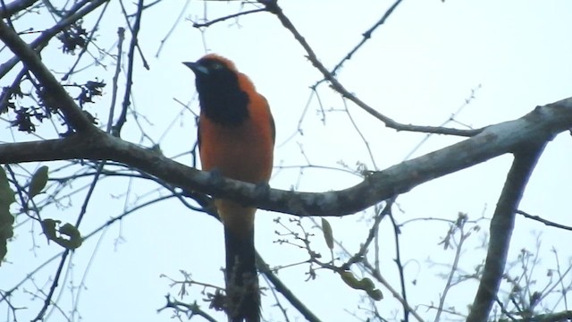 Orange-backed Troupial - ML460881751