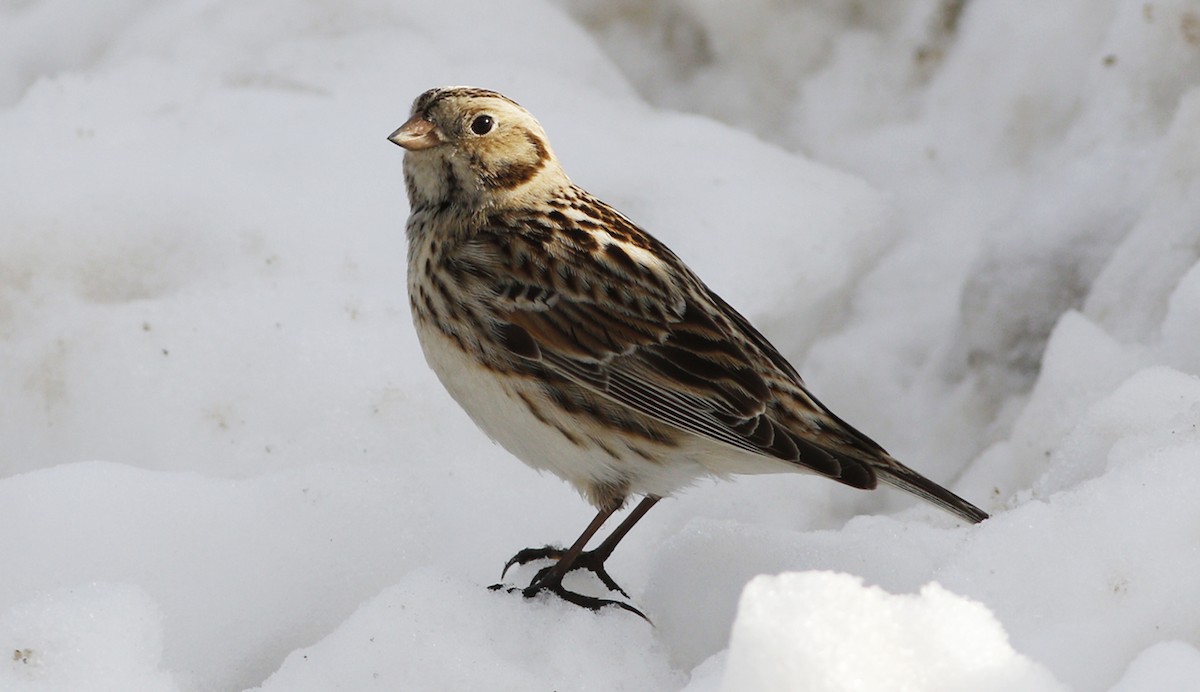 Lapland Longspur - Gary Jarvis