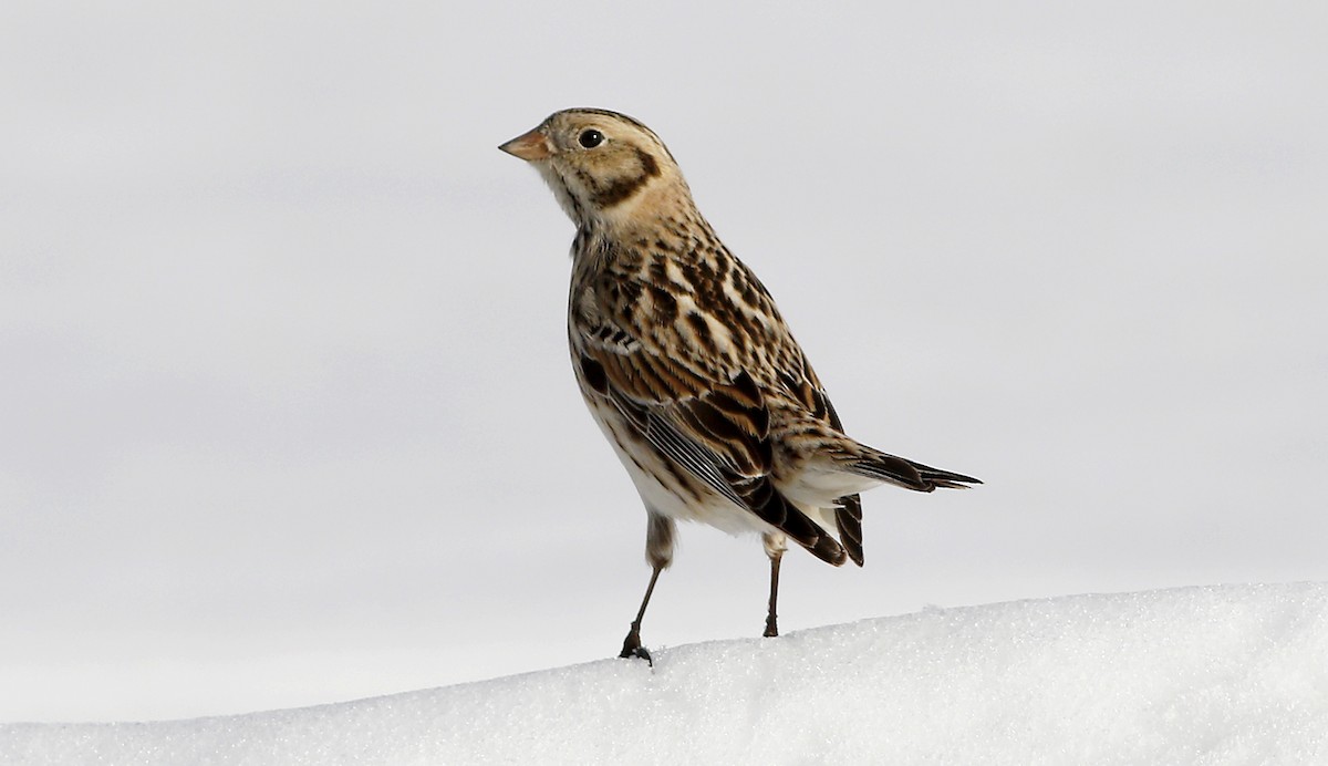 Lapland Longspur - Gary Jarvis